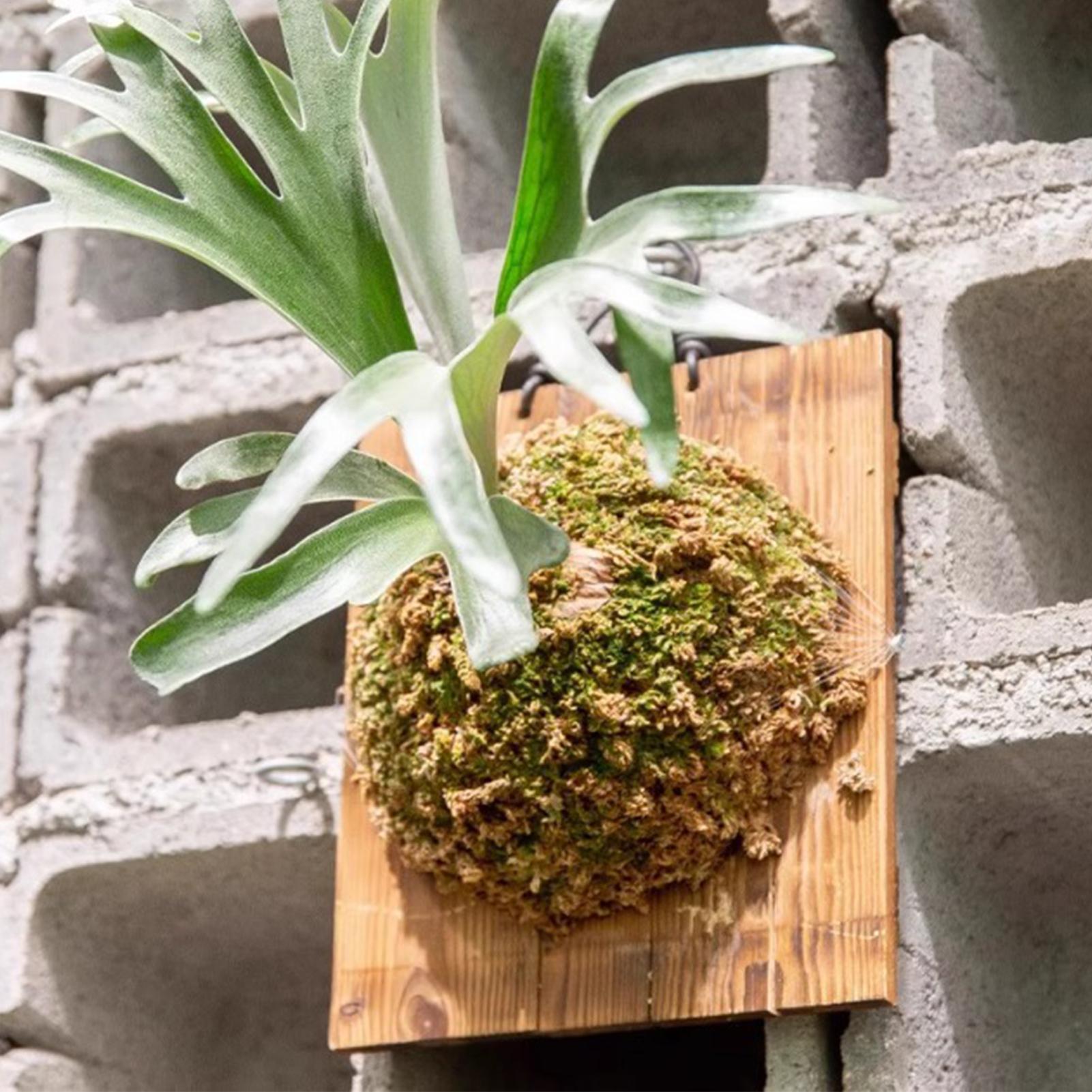 Vertical Wall Planter - 1Pcs Indoor Holz Staghorn Farn Hängen