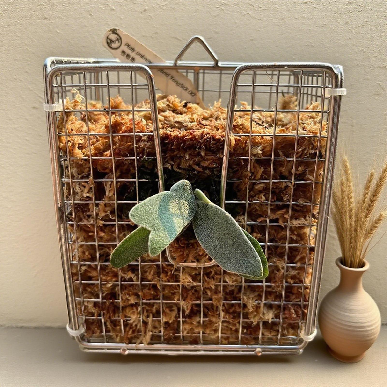 Staghorn Fern-Montageset, Wand – Vertical Wall Planter Bewertung und Preis