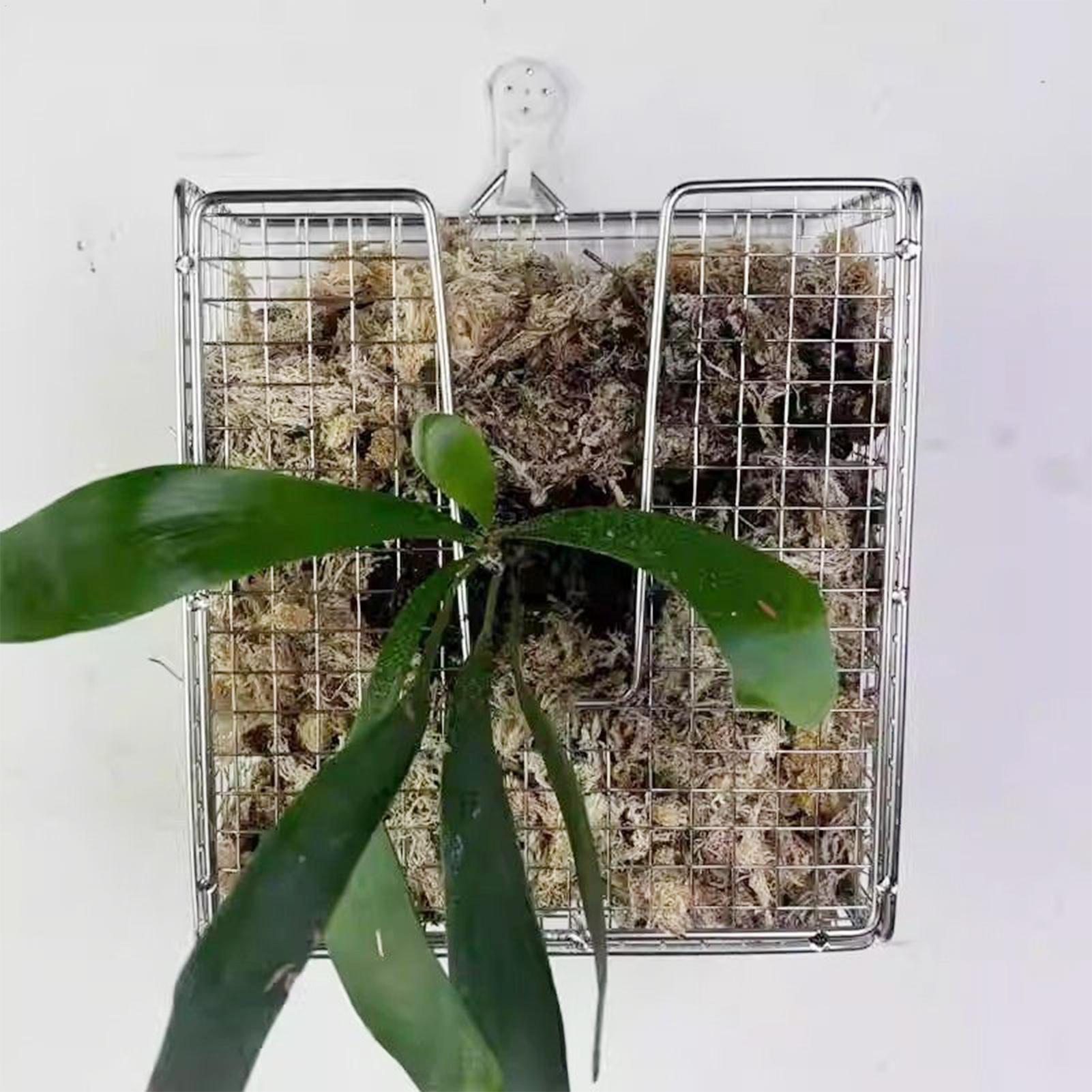 Staghorn Fern-Montageset, Wand – Vertical Wall Planter Bewertung und Preis