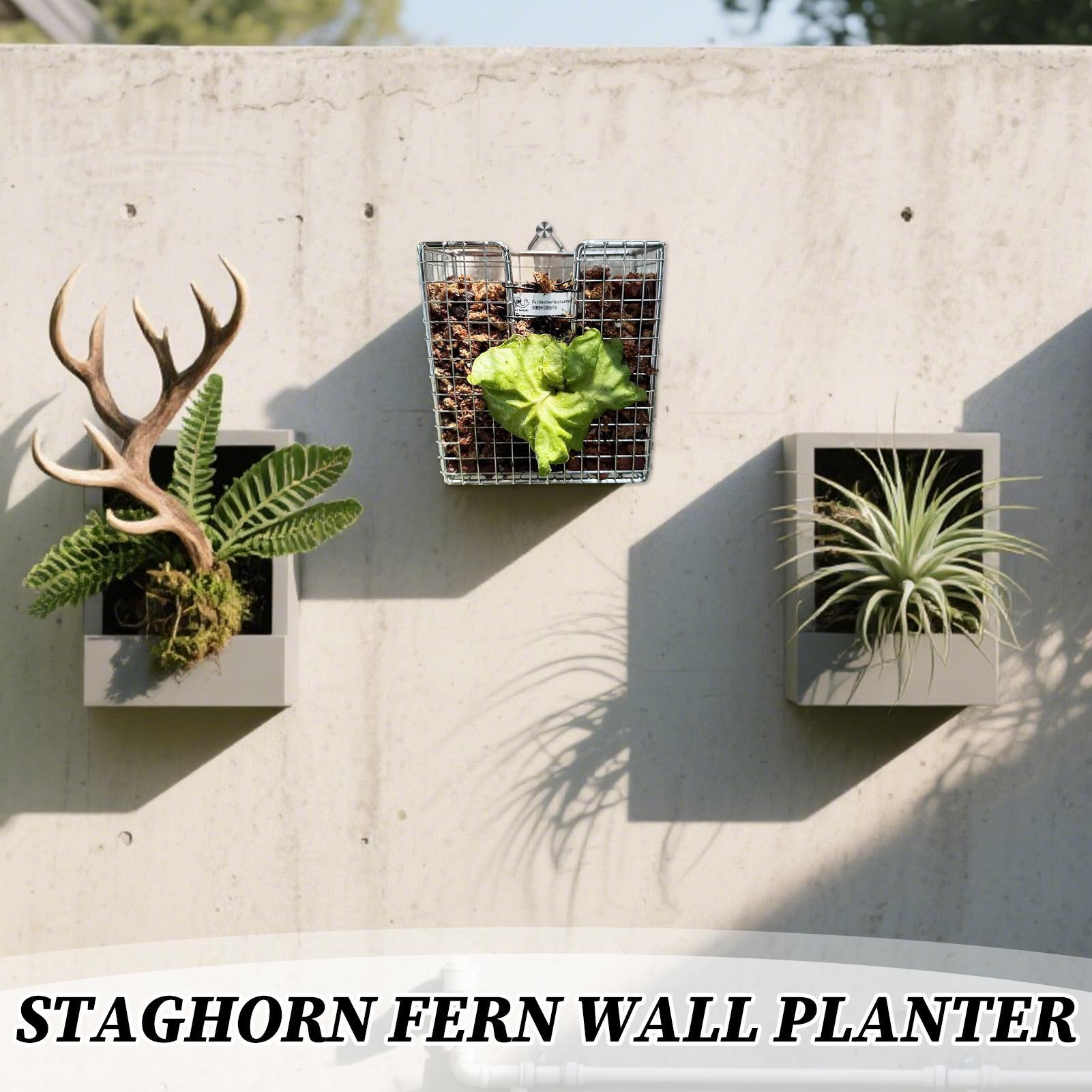 Staghorn Fern-Montageset, Wand – Vertical Wall Planter Bewertung und Preis