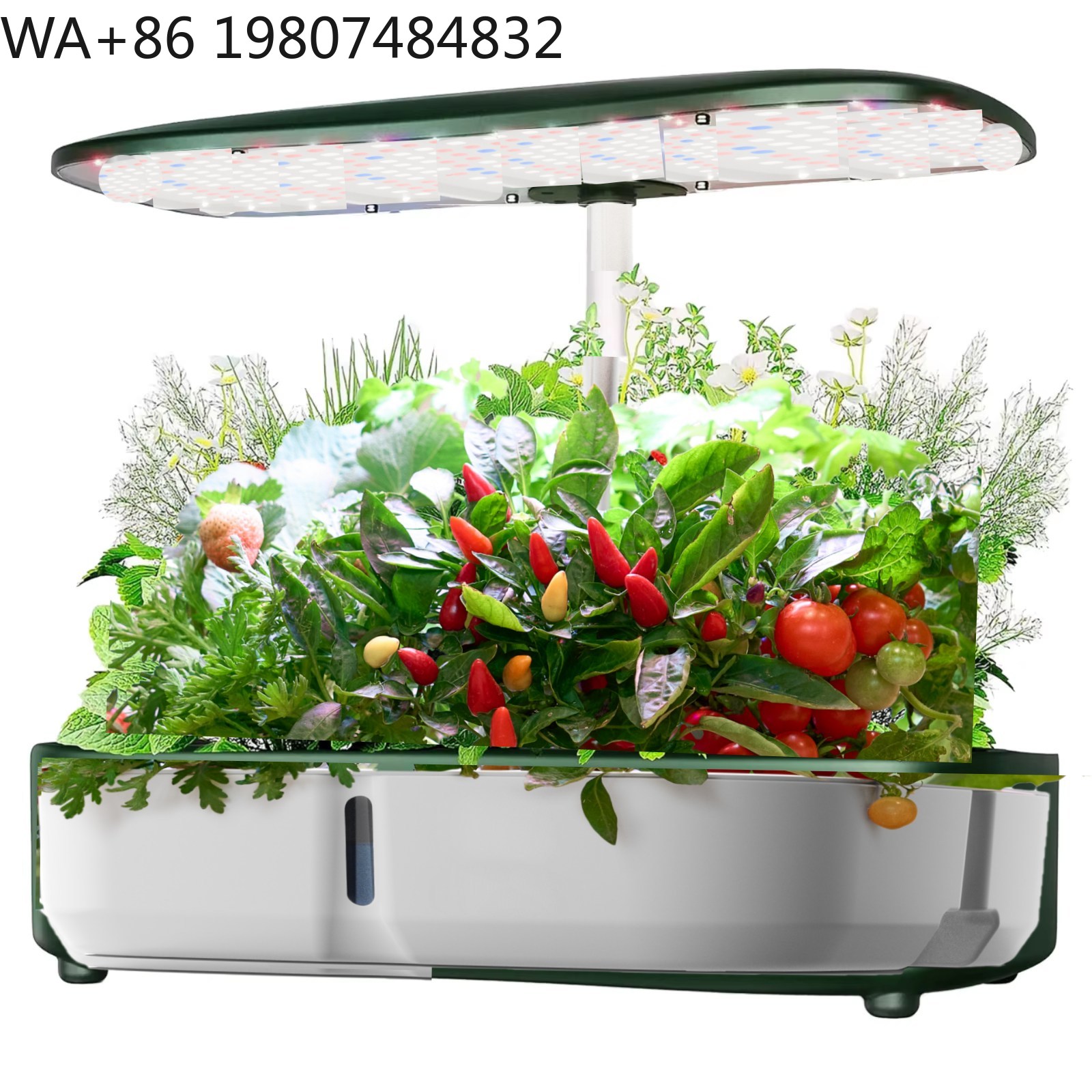 8-Pod Mini-Hydrokultur-Anzucht – Led Grow Light Bewertung und Preis