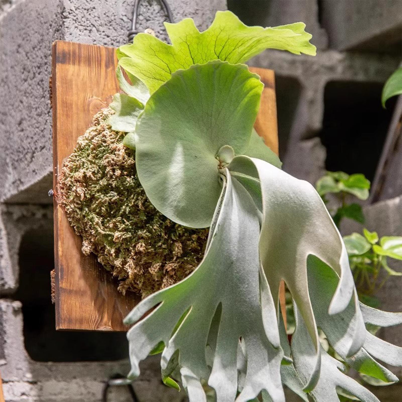 1Pcs Indoor Holz Staghorn Farn – Vertical Wall Planter Bewertung und Preis