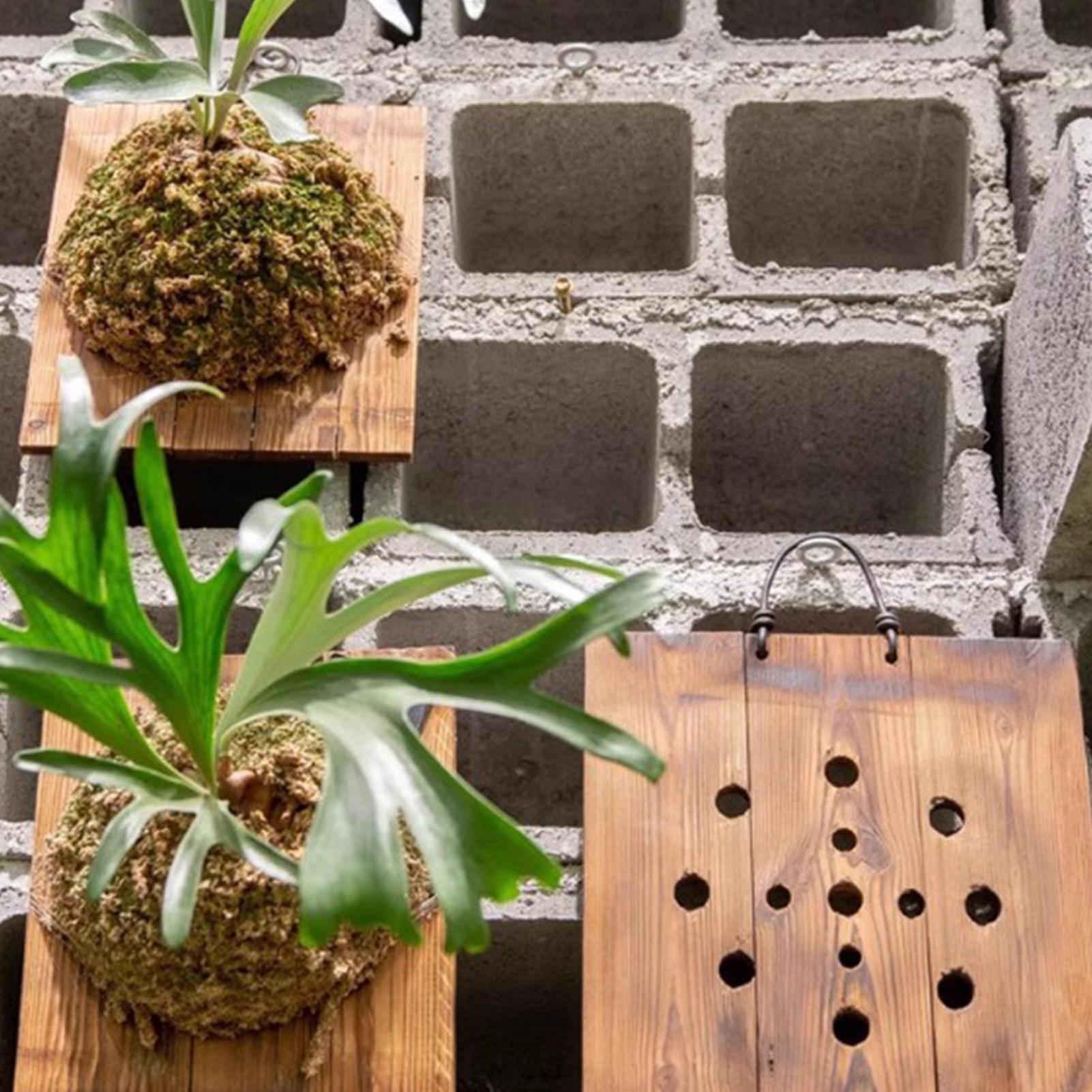 1Pcs Indoor Holz Staghorn Farn – Vertical Wall Planter Bewertung und Preis