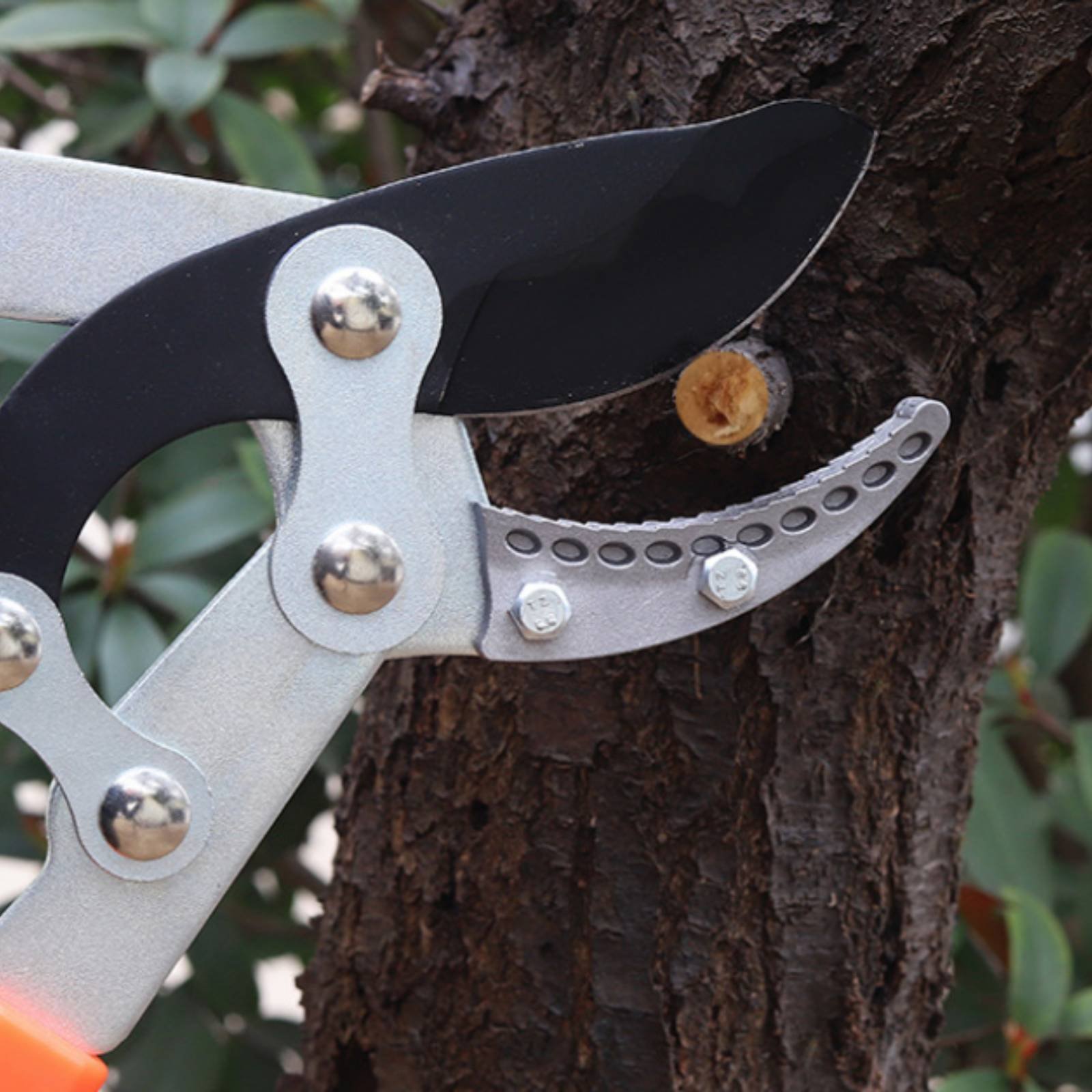Teleskopische Astschere mit Sc – Gardening Tools Bewertung und Preis